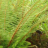 Polystichum setiferum - Divisilobum