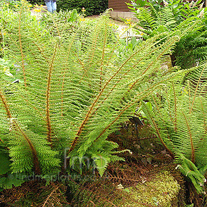 Polystichum setiferum - 'Divisilobum'