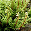 Polystichum setferum - Plumosum Group