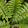 Polystichum polyblepharum - Japanese Tassel fern