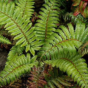 Polystichum polyblepharum (Japanese Tassel Fern)