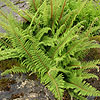 Polystichum setiferum - Plumosodivisilobum - Soft Shield Fern