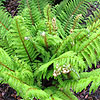 Polystichum setiferum - Proliferum Group