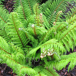 Polystichum setiferum - 'Proliferum Group'