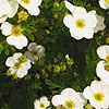 Potentilla fruiticosa - Groneland - Shrubby Quinuefoil, Potentilla