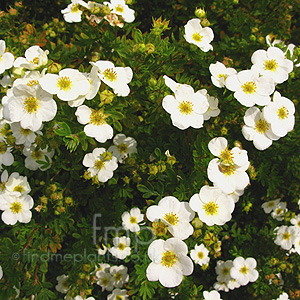 Potentilla fruiticosa - 'Groneland' (Shrubby Quinuefoil, Potentilla)