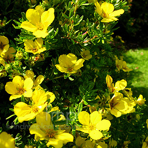 Potentilla parvifolia (	Shrubby Quinuefoil, Potentilla)