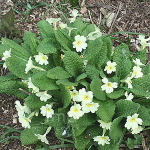 Primula vulgaris (English Primrose)