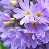 Primula denticulata - Primrose