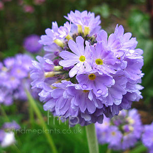 Primula denticulata (Primrose)