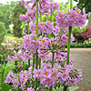 Primula prolifera - candelabra primula