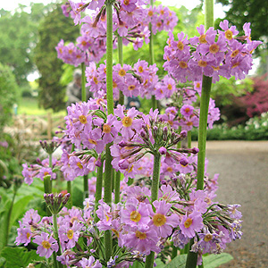 Primula prolifera (Candelabra Primula)