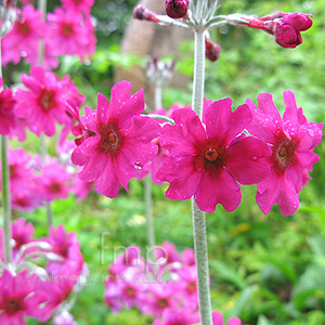 Primula  wilsonii (Candelabra Primula)