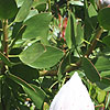 Protea cynaroides - Protea