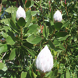 Protea cynaroides (Protea)