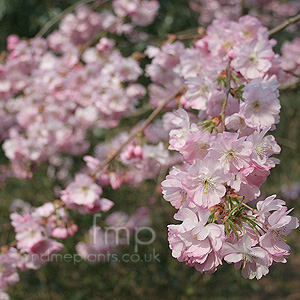 Prunus - 'Accolade'
