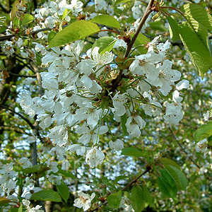 Prunus avium