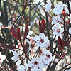 Prunus cerasifera - Pissardii - Purple Leaved Plum