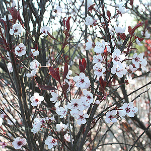 Prunus cerasifera - 'Pissardii' (Purple Leaved Plum)