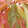 Prunus - click for full details