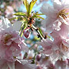 Prunus incisa - Oshidori