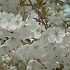 Prunus incisa - The Bride - Fuji Cherry