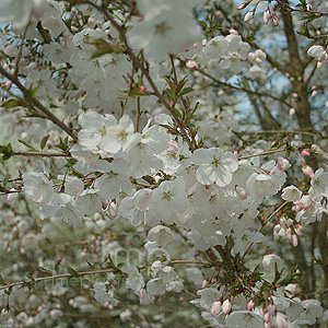 Prunus incisa - 'The Bride' (Fuji Cherry)