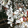 Prunus jamasakura