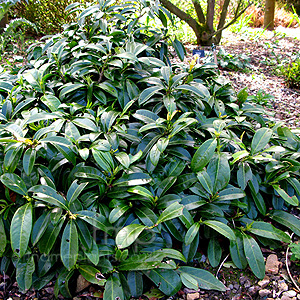 Prunus laurocerasus - 'Mount Vernon'