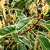 Prunus lusitanica - Variegata - Variegated Portugal Laurel