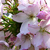 Prunus matsumae-myojo