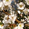 Prunus mume - omoi-no-mama
