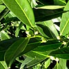 Prunus laurocerasus - Otto Luyken