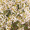 Prunus pendula - Pendula Rosea