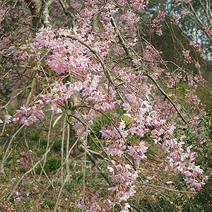 Prunus x subhirtella - 'Pendula Rosea'