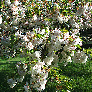 Prunus shirotae