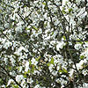 Prunus spinosa - Blackthorn