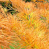 Pseudolarix amabilis - Golden Larch