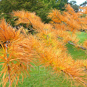 Pseudolarix amabilis (Golden Larch)