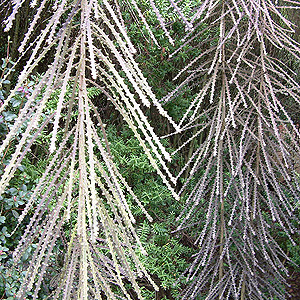 Pseudopanax ferox (Toothed Lancewood)