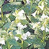 Pulmonaria officinalis - Sissinghurst White