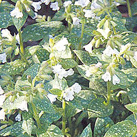Pulmonaria officinalis - 'Sissinghurst White'