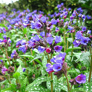 Pulmonaria longifolia - 'Bertrum Anderson'