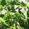 Pulmonaria saccharata - Blue Mist - Lungwort