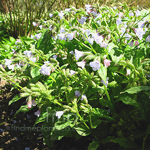 Pulmonaria saccharata - 'Blue Mist' (Lungwort)