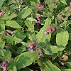 Pulmonaria rubra - Bowles Red - Lungwort