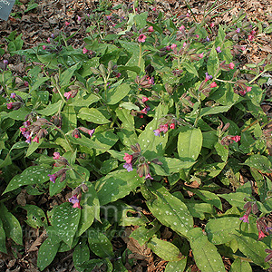 Pulmonaria rubra - 'Bowles Red' (Lungwort)