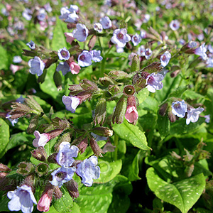 Pulmonaria - 'Fruhling Shimmel' (Lungwort)