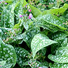 Pulmonaria Hazel Kayes Red - Lungwort