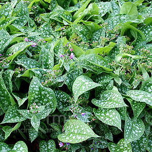 Pulmonaria 'Hazel Kayes Red' (Lungwort)